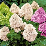 Hydrangea paniculata: sadnja i njega na otvorenom polju